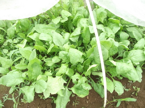 夏野菜の苗から.種まきに_b0137932_1564770.jpg