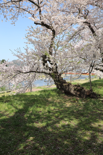 f0229832_1033729.jpg