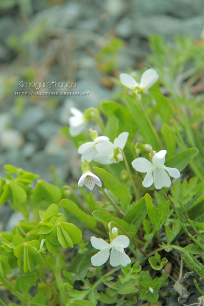  My Little Garden　3day\'s ③**晴れた日に♪_b0197639_16195821.jpg