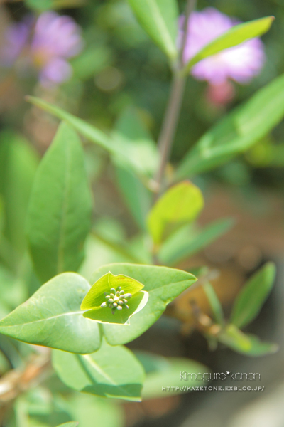  My Little Garden　3day\'s ③**晴れた日に♪_b0197639_1625819.jpg