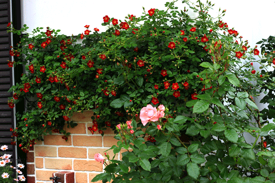 a0056140_11504950.gif