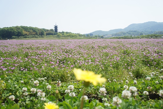 GW4　岡山国分寺れんげまつり_b0008241_95378.jpg