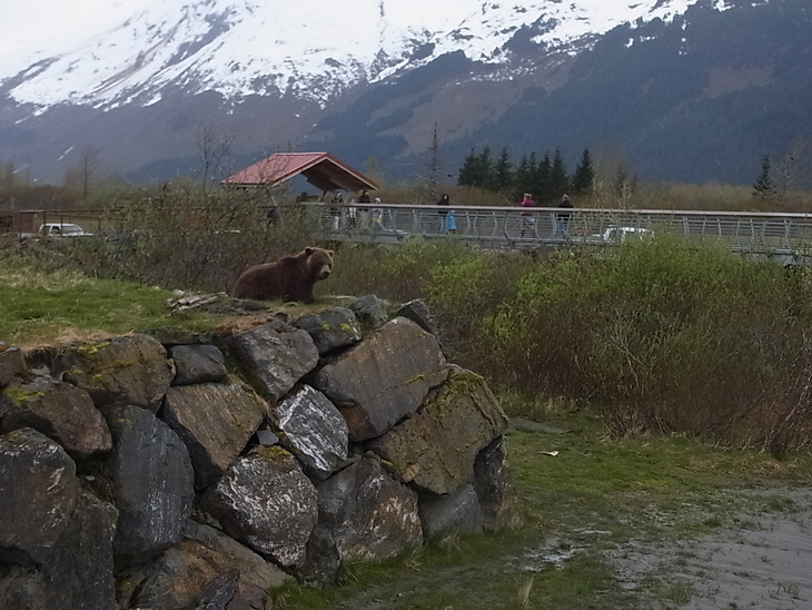 アラスカ野生動物保護センター Alaska Wildlife Conservation Center_b0135948_14303454.jpg