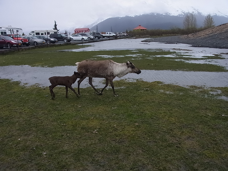 アラスカ野生動物保護センター　Alaska Wildlife Conservation Center_b0135948_14343877.jpg