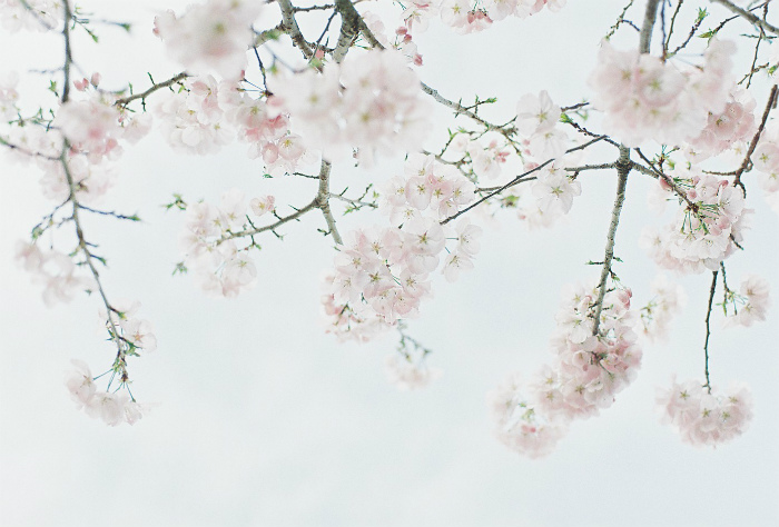 cherry blossoms-2016_b0178548_944748.jpg