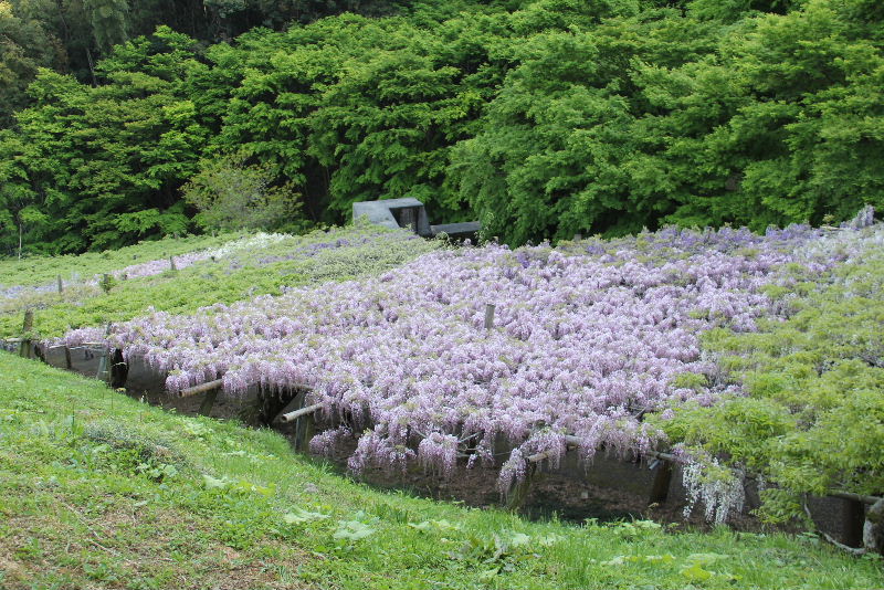 ２０１６年の「藤の旅」 （３）　河内藤園の「藤のトンネル」_c0011649_5485616.jpg