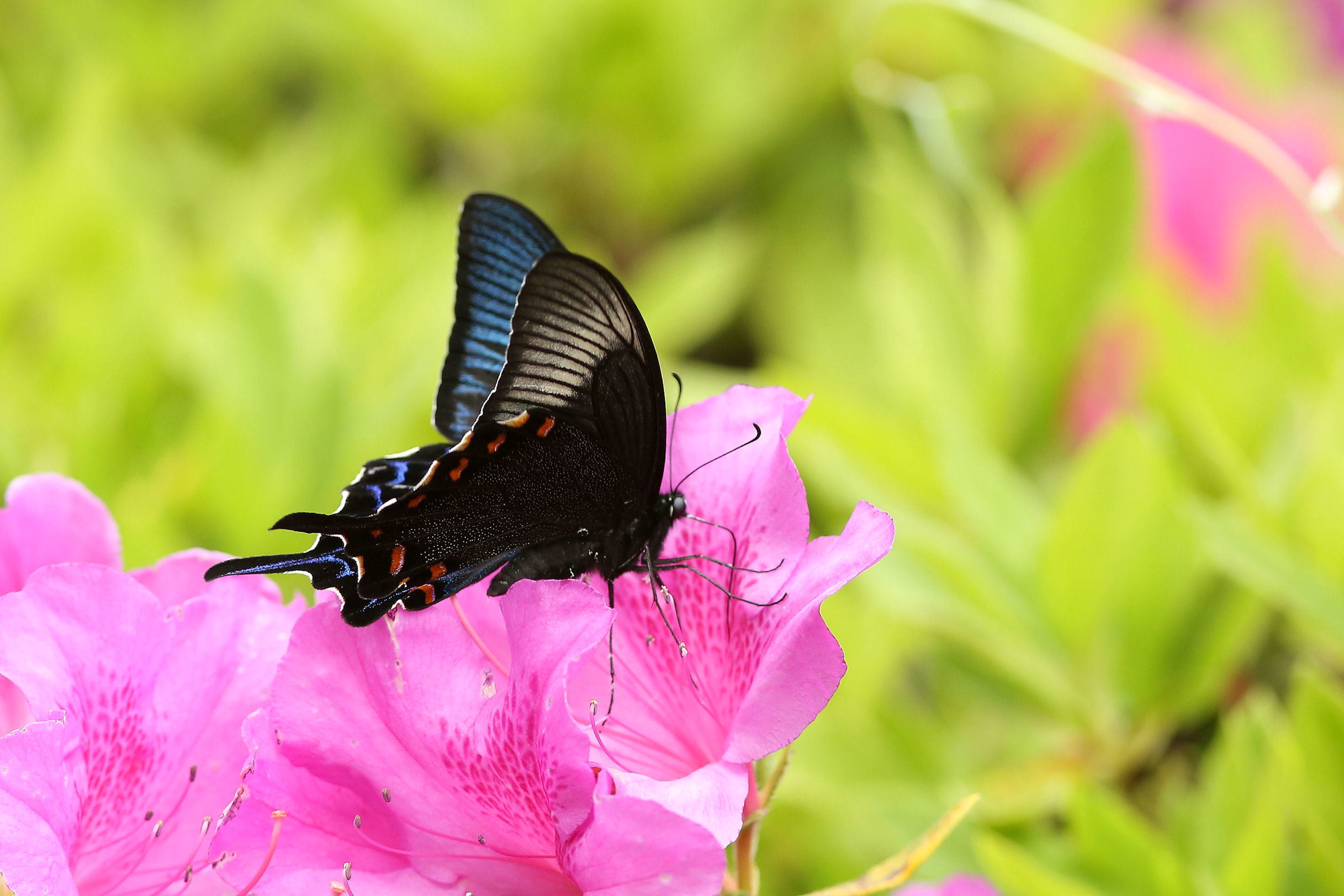 ツツジにやってきたカラスアゲハ 千葉県松戸市 Butterfly Dragonfly ツツジにやってきたカラスアゲハ 千葉県松戸市 Butterfly Dragonfly