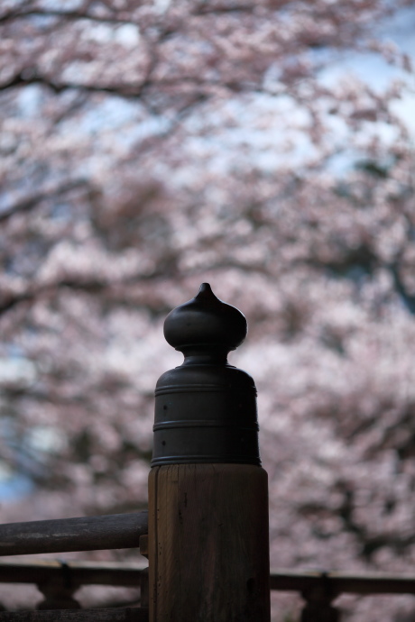 粉河寺 桜 2016_a0176855_21585437.jpg