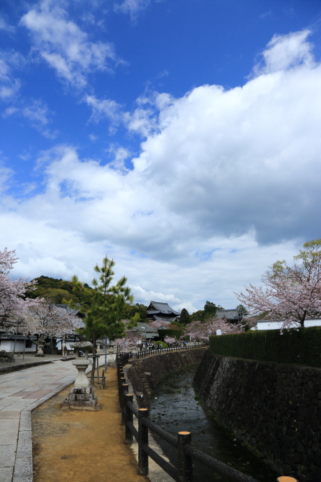 粉河寺 桜 2016_a0176855_22102191.jpg