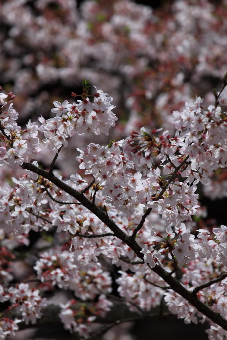 粉河寺 桜 2016_a0176855_22142883.jpg