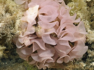 c0180460_7525257.jpg