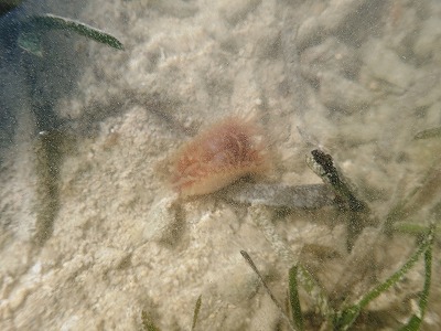 c0180460_7551541.jpg