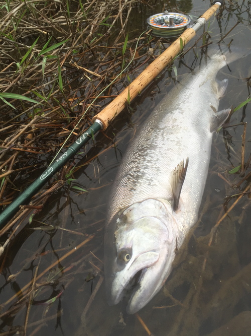 神通川 記念すべき1本目は63cm!!_b0151262_811161.jpg