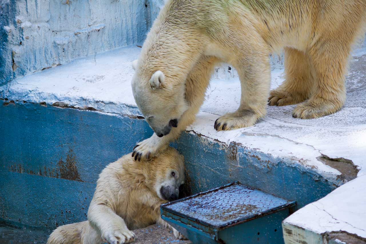 2015年 大阪市天王寺動物園 ホッキョクグマ その35_b0337677_232656100.jpg