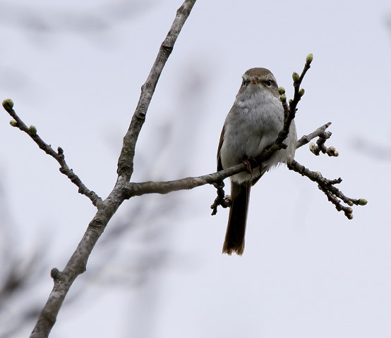 ウグイス＆ガビチョウ_b0227680_15444940.jpg