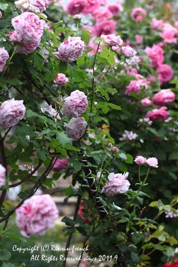 Ange Cafeで 薔薇と癒しのひとときを。_e0237680_08560744.jpg
