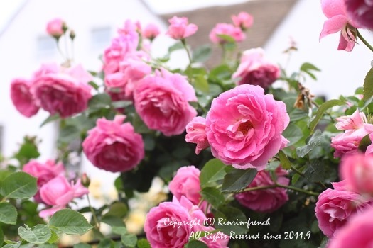 Ange　Cafeで　薔薇と癒しのひとときを。_e0237680_09033009.jpg