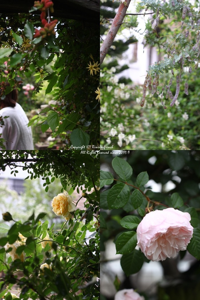 Ange　Cafeで　薔薇と癒しのひとときを。_e0237680_09055142.jpg