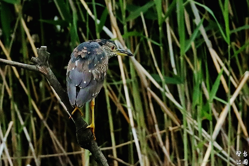 S沼の野鳥_c0352582_14253543.jpg