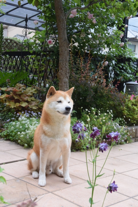 雨上がりの緑とモンクゥール_b0230589_16501486.jpg