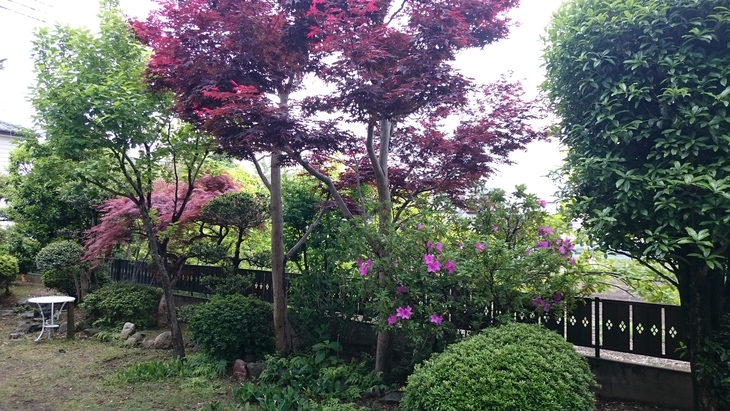庭の木々_c0066693_841324.jpg