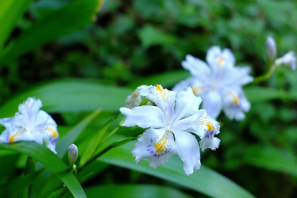 新緑の雨乞岳②山里で見かけた花_e0304001_23165832.jpg