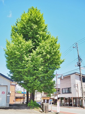 小さな祭りがスタートします!_c0336902_14455454.jpg
