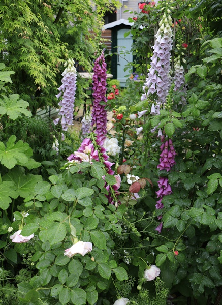 雨にも負けづ・・・庭の様子とお花たち_a0123003_8141680.jpg