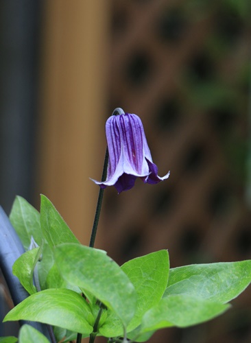 雨にも負けづ・・・庭の様子とお花たち_a0123003_8341493.jpg