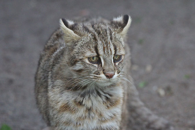 ツシマヤマネコ・ノリ、飼育員を警戒す之巻_b0355317_18195427.jpg