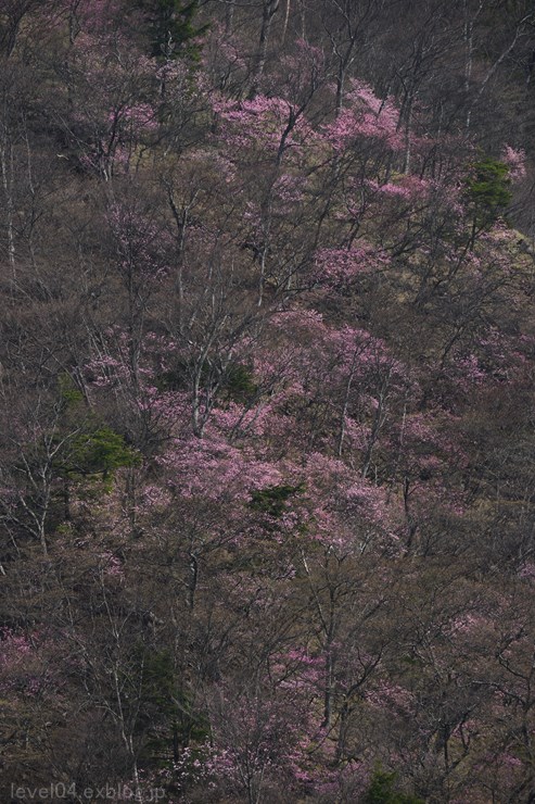 奥日光 明智平 ～アカヤシオツツジ～_d0319222_13102256.jpg