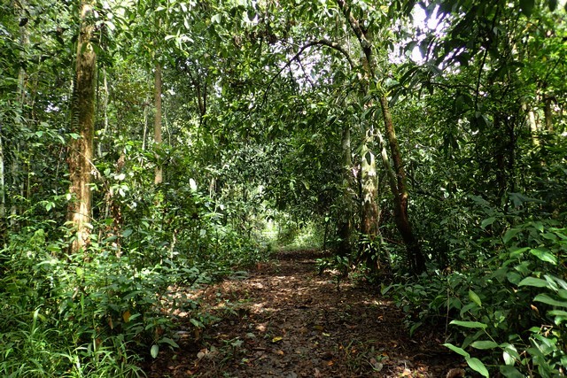 （１６）ジャングルウォークで見たチョウ　その３（2016.3.14、午前10時から30分間）_c0369423_17171567.jpg