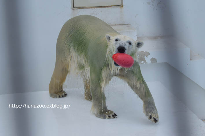 マルルの多彩な遊びかた＠熊本市動植物園_b0245634_1725082.jpg