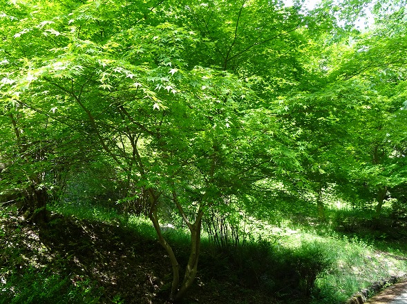 b0299042_04668.jpg