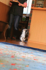 c0145250_11062032.gif