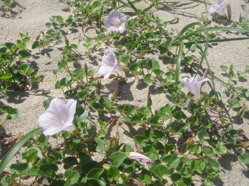 せんなん里海公園にハクセンシオマネキが育っていた_c0108460_22412139.jpg