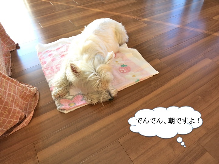 でん家の起床は、平日も休日もAM5時半._c0260460_14575594.jpg