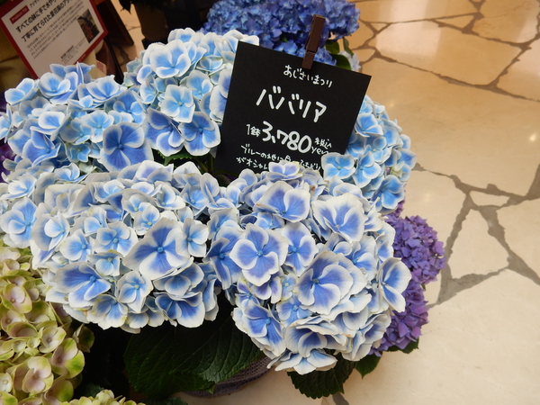 ’16,5,12(木)バラ風呂とそら豆!_f0060461_8581376.jpg