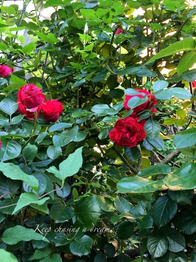 c0369367_08543192.jpg