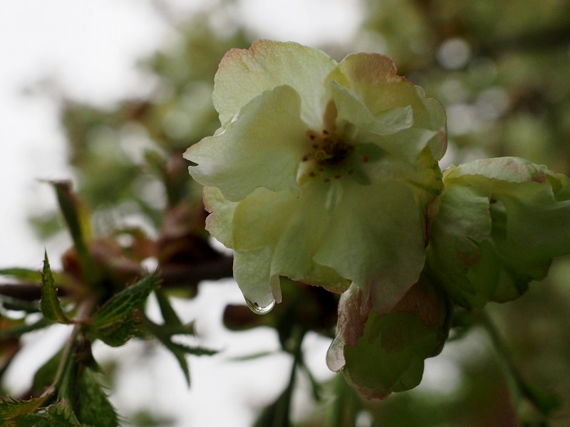 札幌市内　桜　追いかけ　　　０５１２_c0183777_12113335.jpg