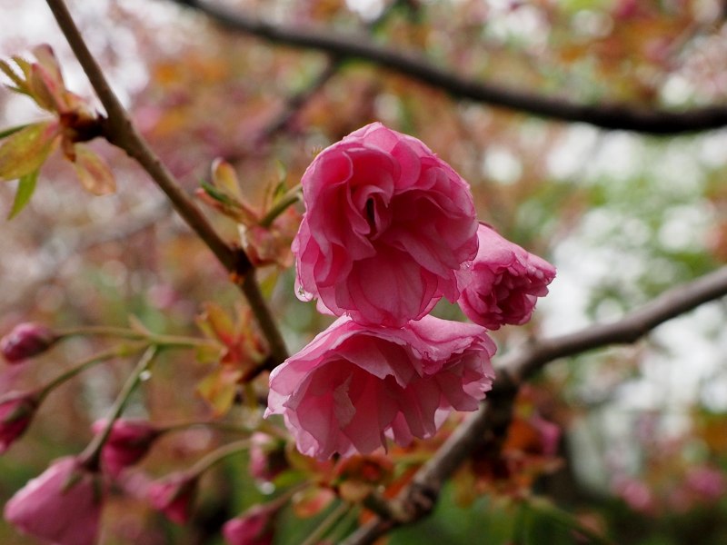 札幌市内　桜　追いかけ　　　０５１２_c0183777_125775.jpg