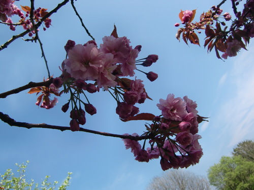 Sakura　さくら　桜　そして、思い出の丘_c0027188_405294.jpg