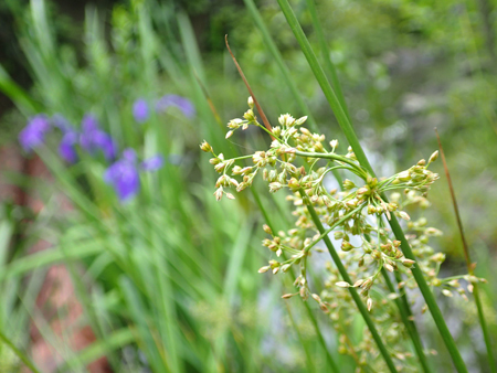 花盛りのビオトープ_b0186205_13315581.jpg