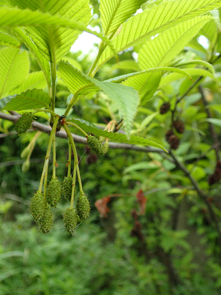 花盛りのビオトープ_b0186205_13342073.jpg