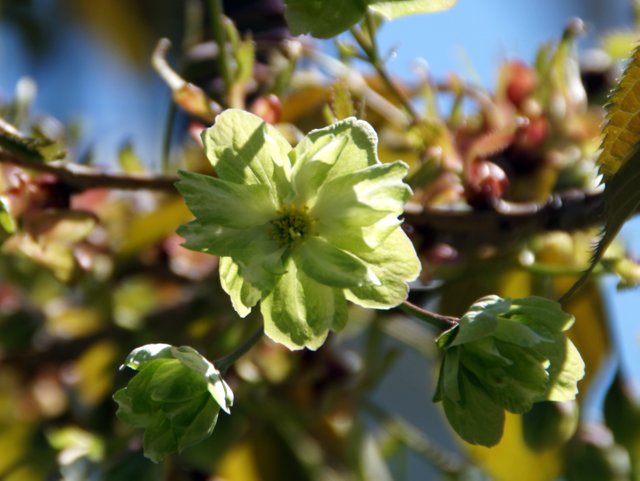 2016年5月13日(金)　　春の花探し　（西野緑道）_a0345007_1881162.jpg