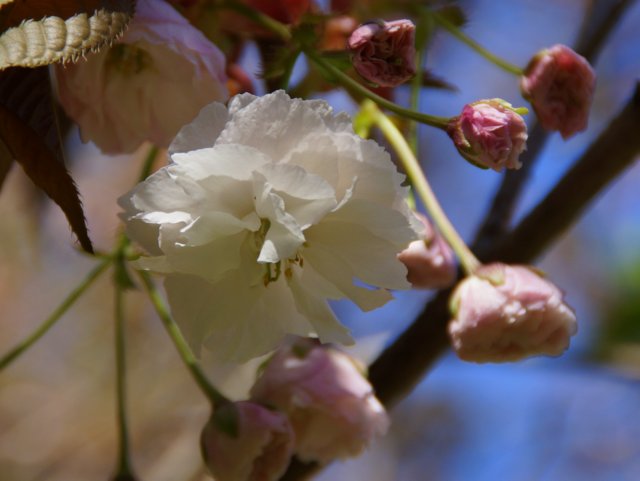 2016年5月13日(金)　　春の花探し　（西野緑道）_a0345007_1884931.jpg