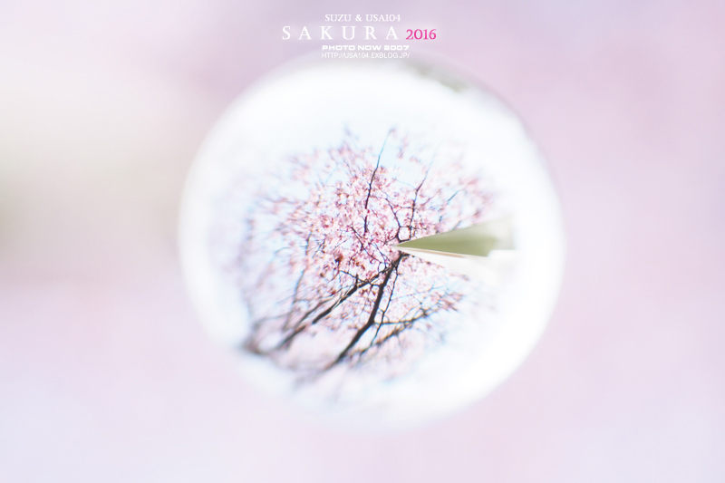 HEART TO HEART SAKURA2016☆　心をこめて・・・_c0098807_22433759.jpg