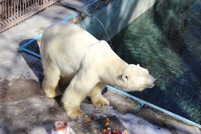 カザフスタン・アルマトイ動物園のアリコルが病気であることを同園が明らかにする_a0151913_328412.jpg