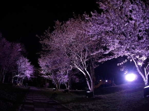 夜桜見物(^・^)_f0096216_21233.jpg