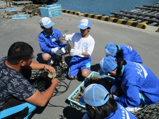 日生中学校かき養殖開始_a0274323_891526.jpg